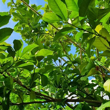 Anris & Dianas Dom - In A Quiet Part Of The Center * Kallithea (Chalkidiki)